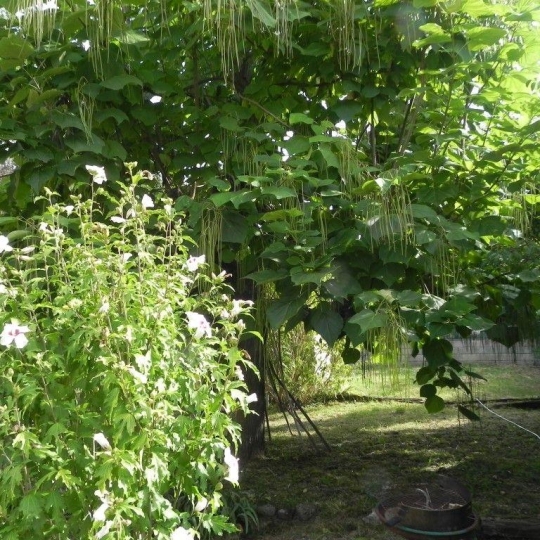  SOLIMMO : House | GAGNIERES (30160) | 48 m2 | 49 000 € 